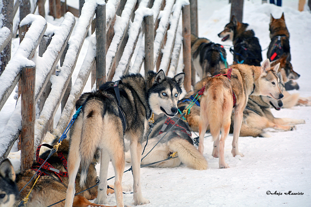 Domestic Animals