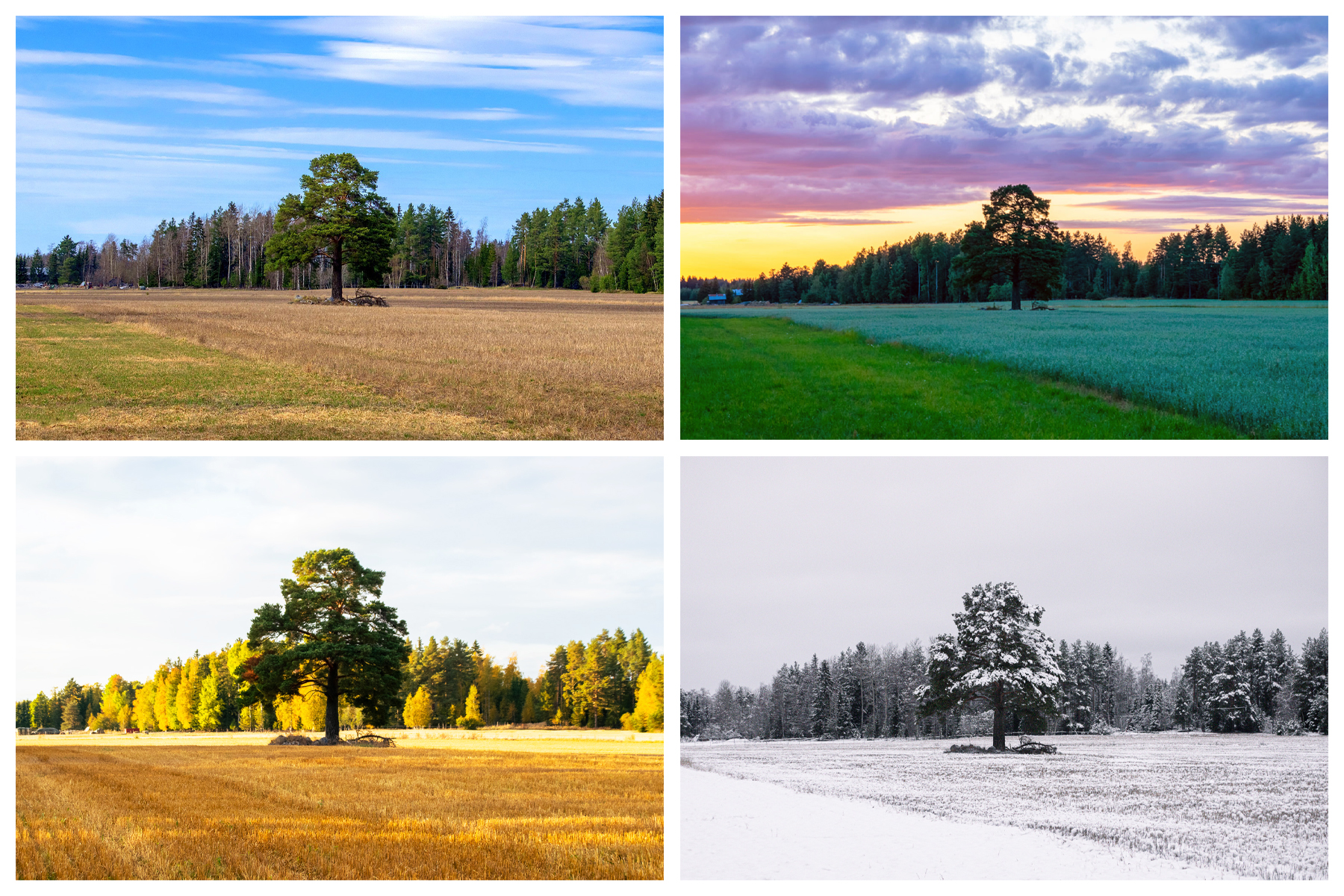 The four Seasons.