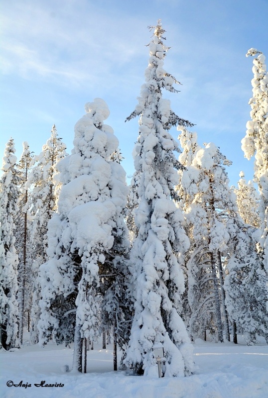 Snow Tree.