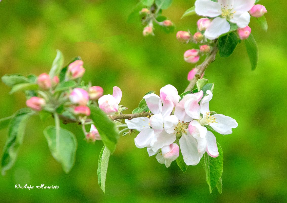 Apple tree