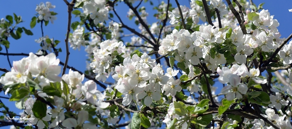 Apple Tree In Bloom