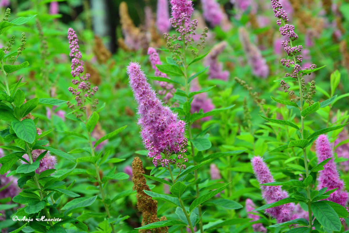 Astilbe.