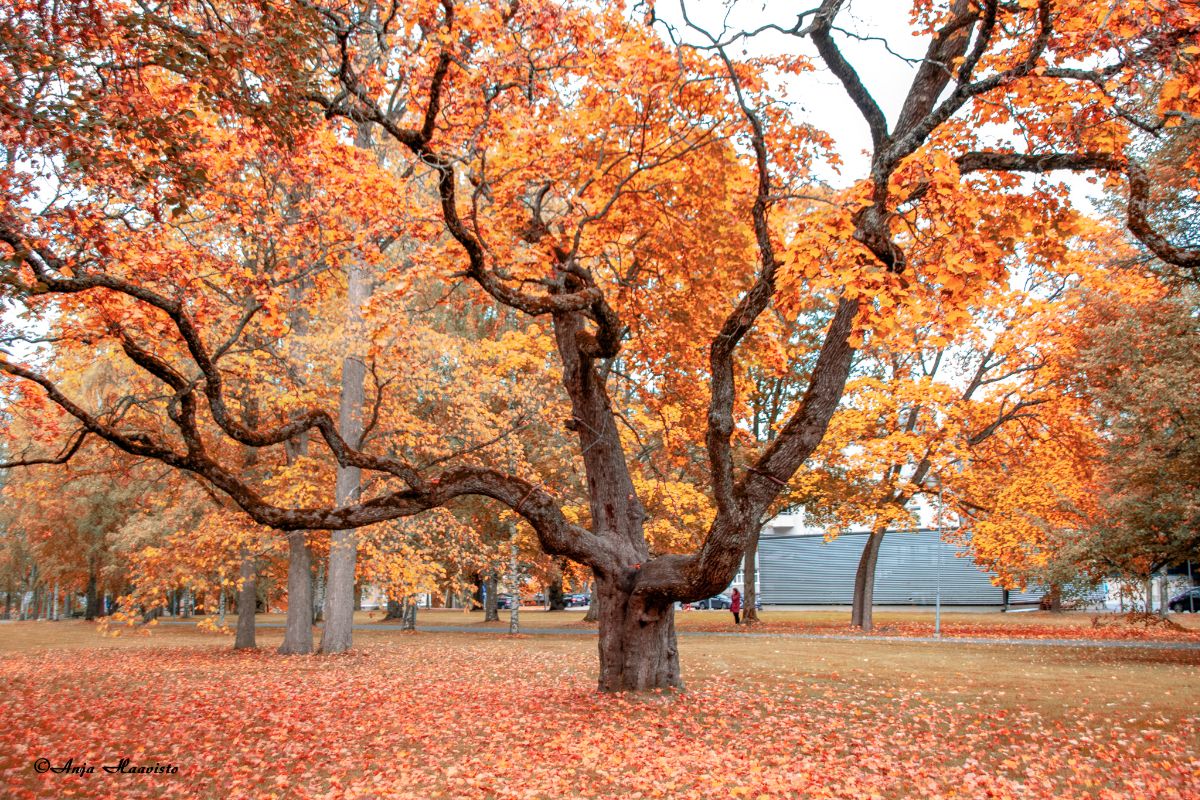 Autumn