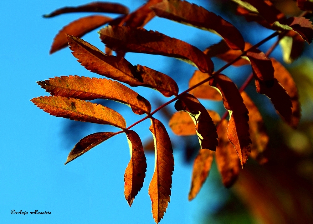 Autumn.