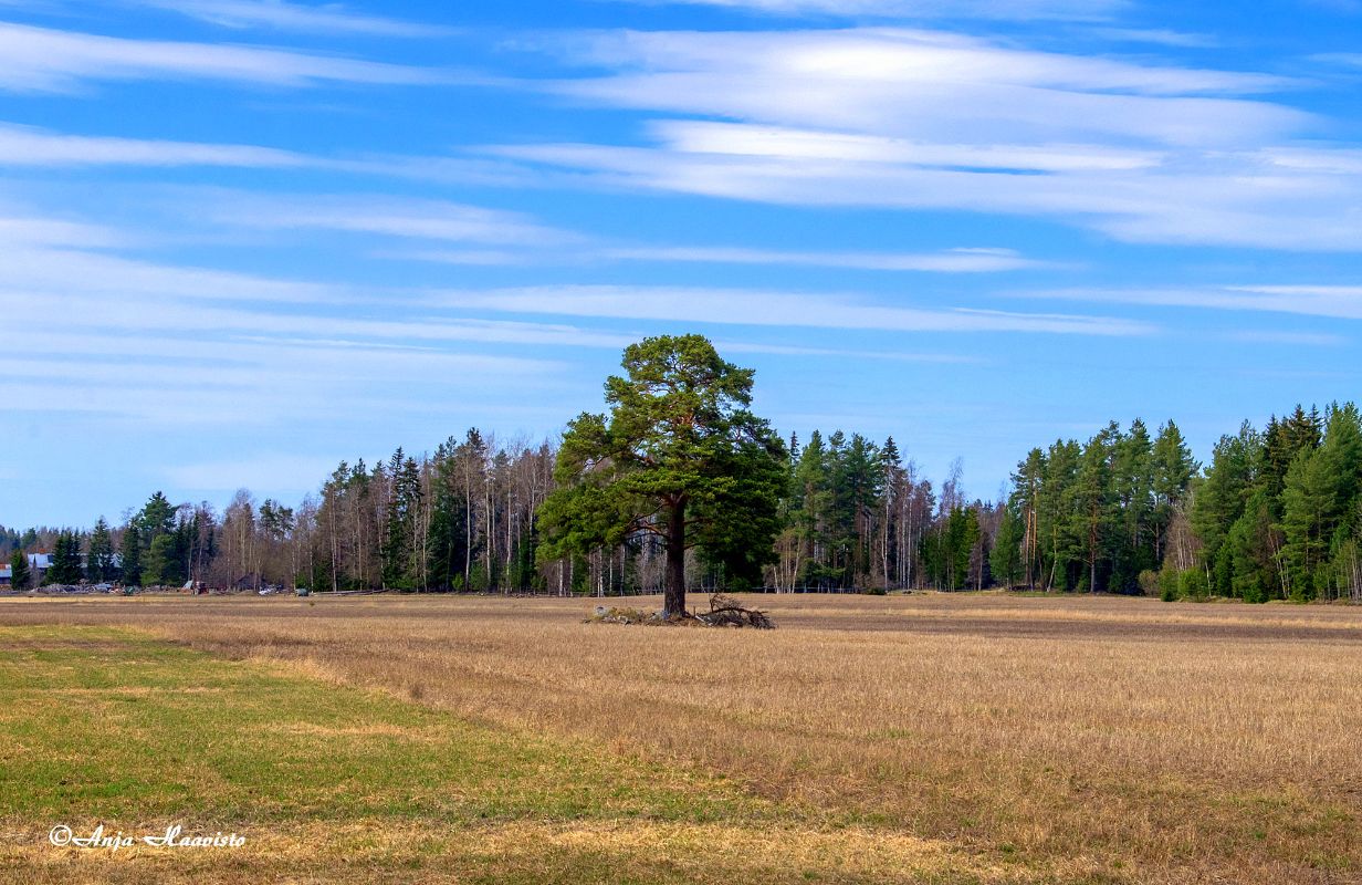Blue Sky
