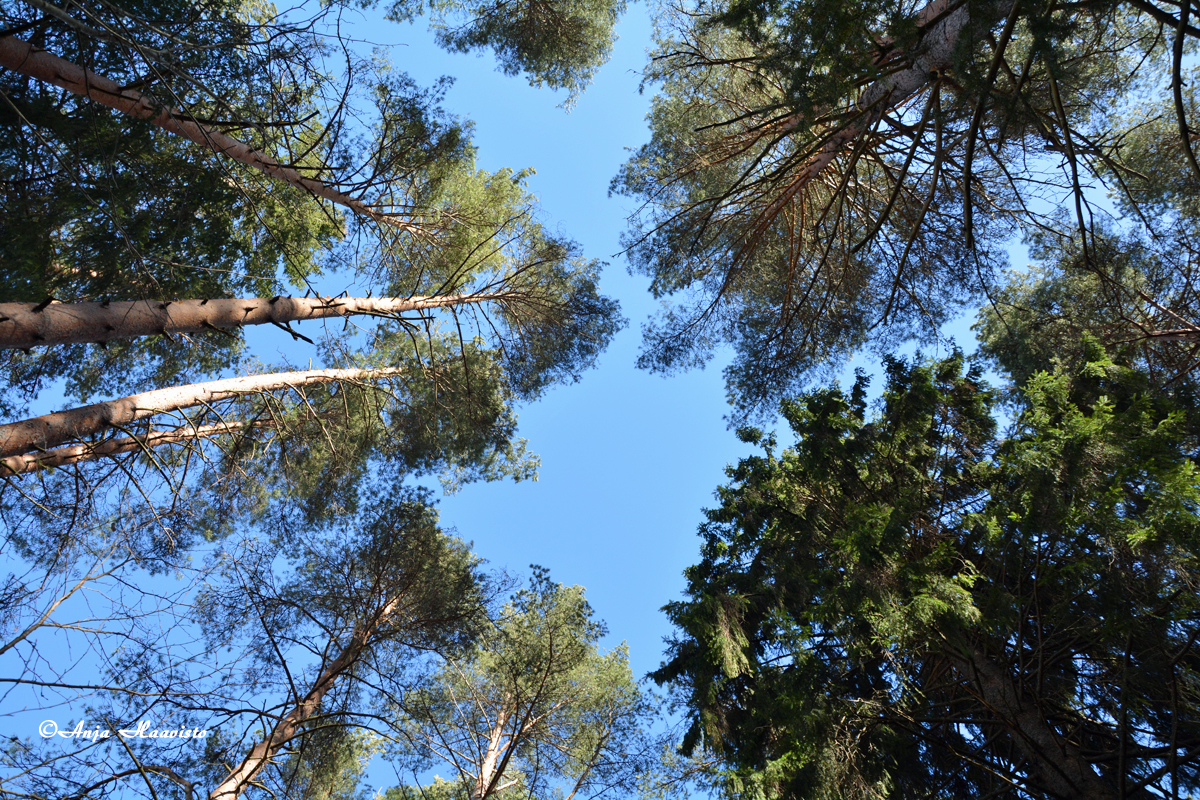 Forest.