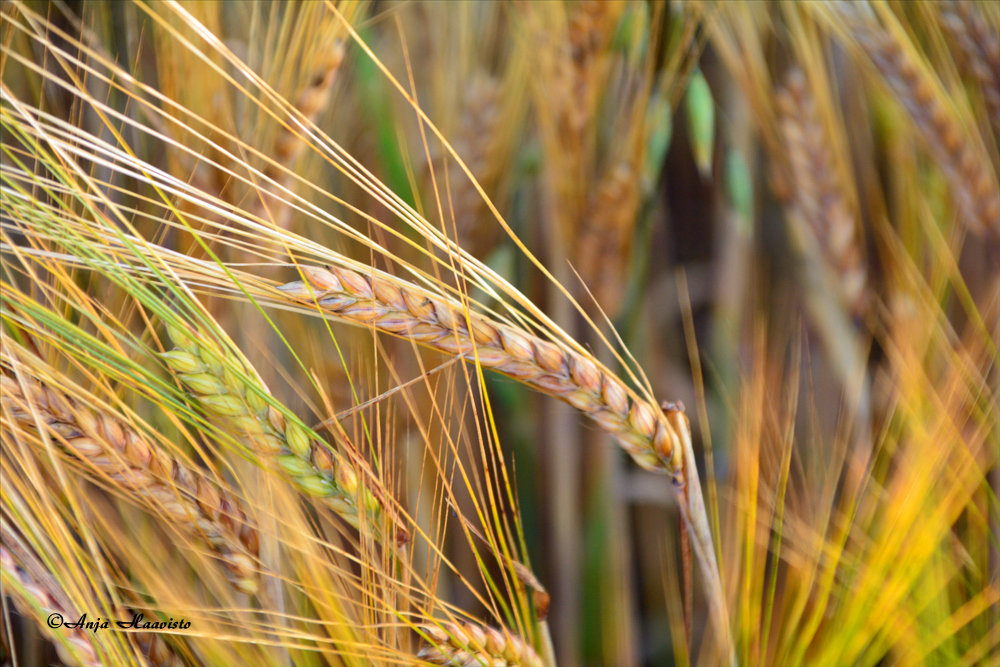 Grain.