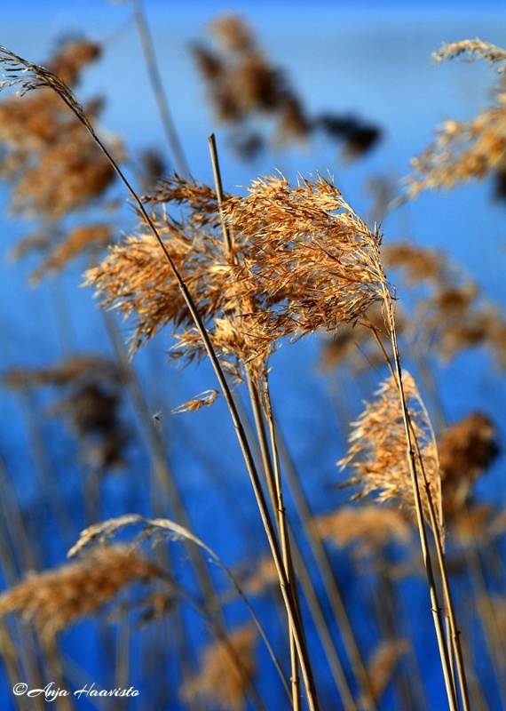 Spring breeze.