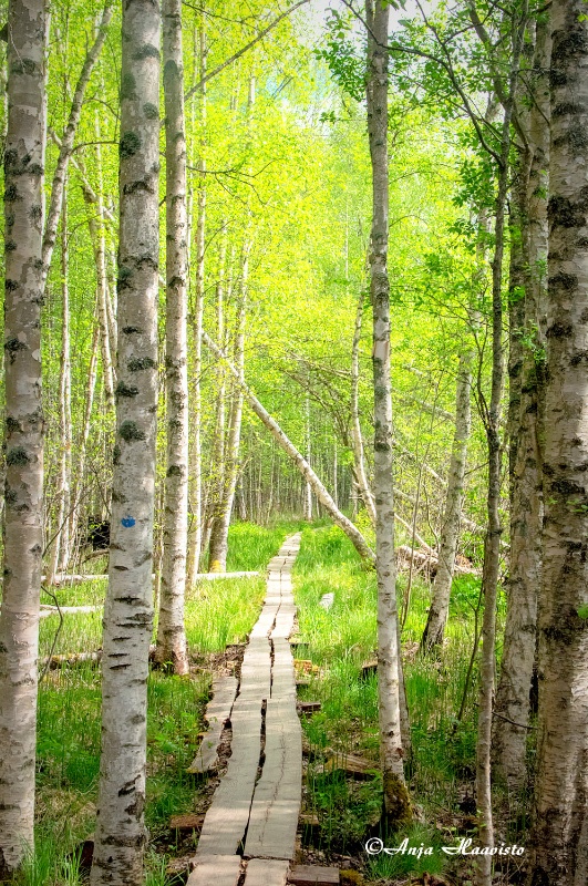 Beautiful Finnish birch forest alley.