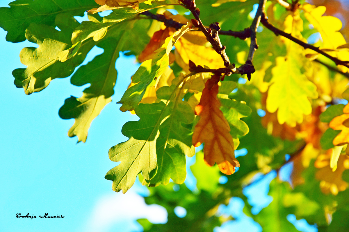 Oak Autumn Splendor.