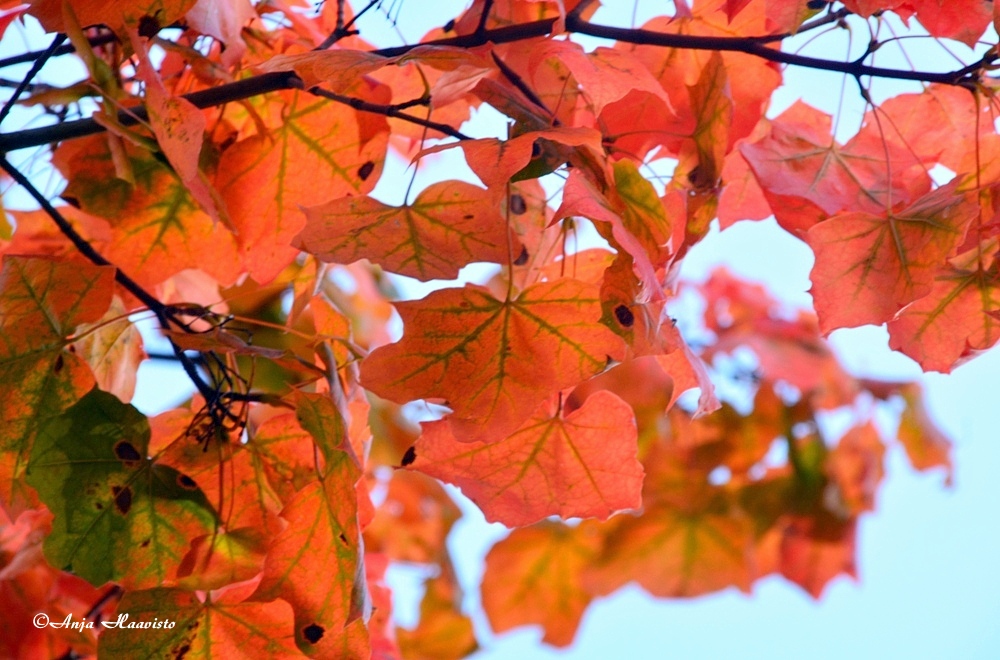 Red Autumn.