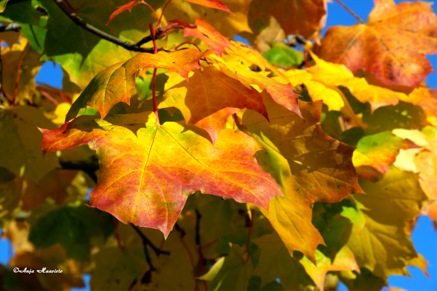 Beautiful Autumn.
