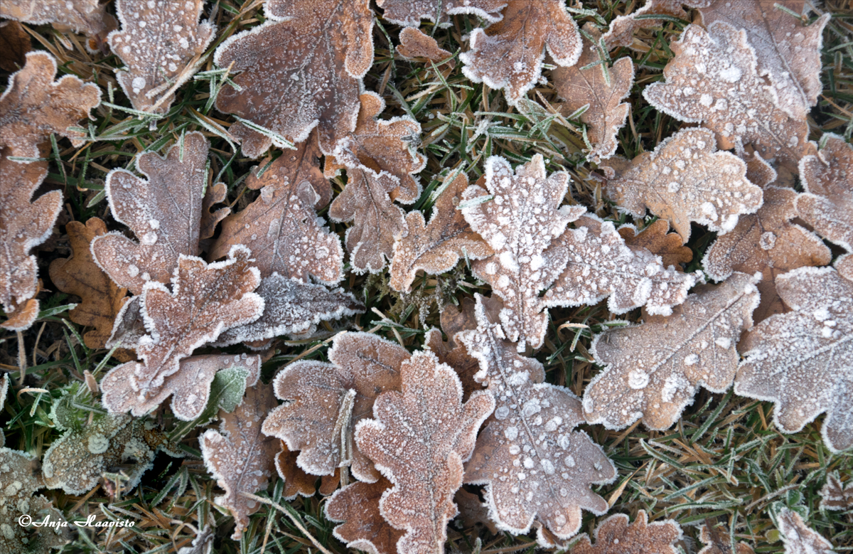 Breath of winter.
