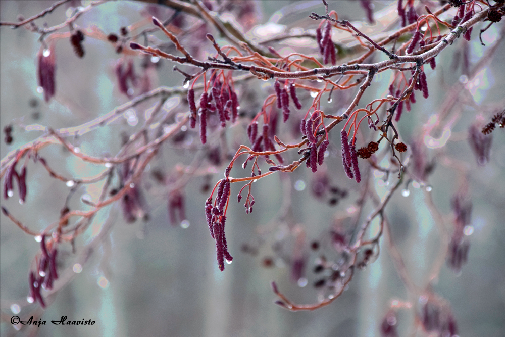Winter greenery.
