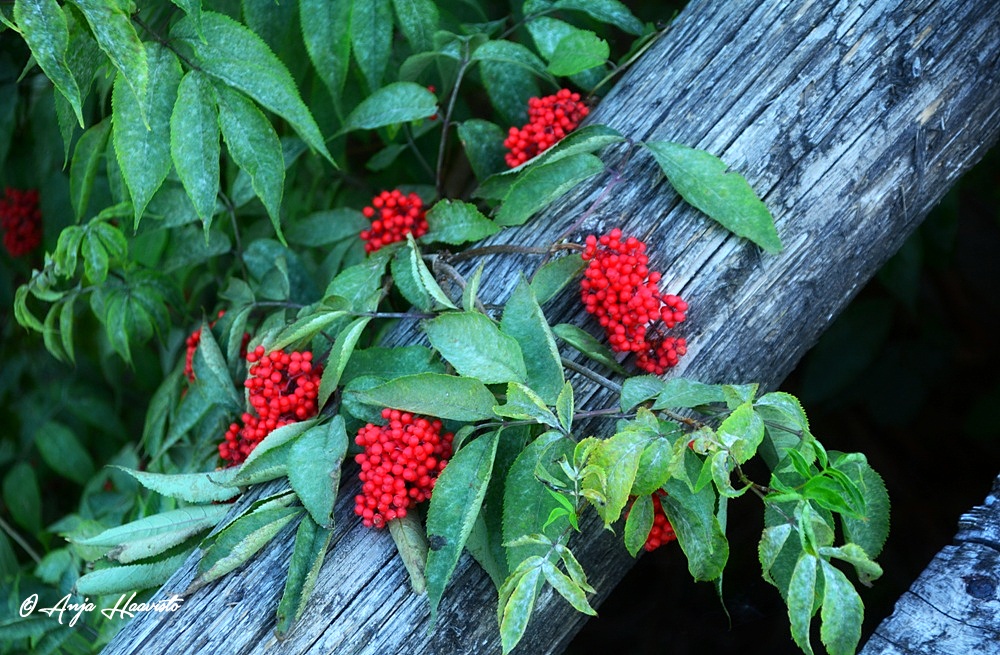 European red Elder
