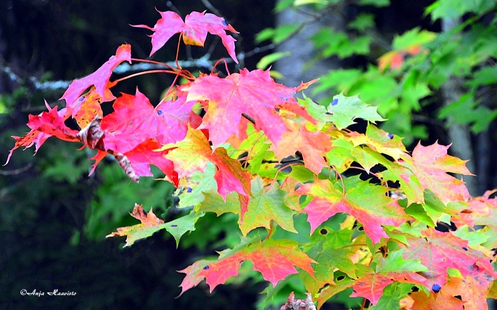 The Beaty Of Nature.