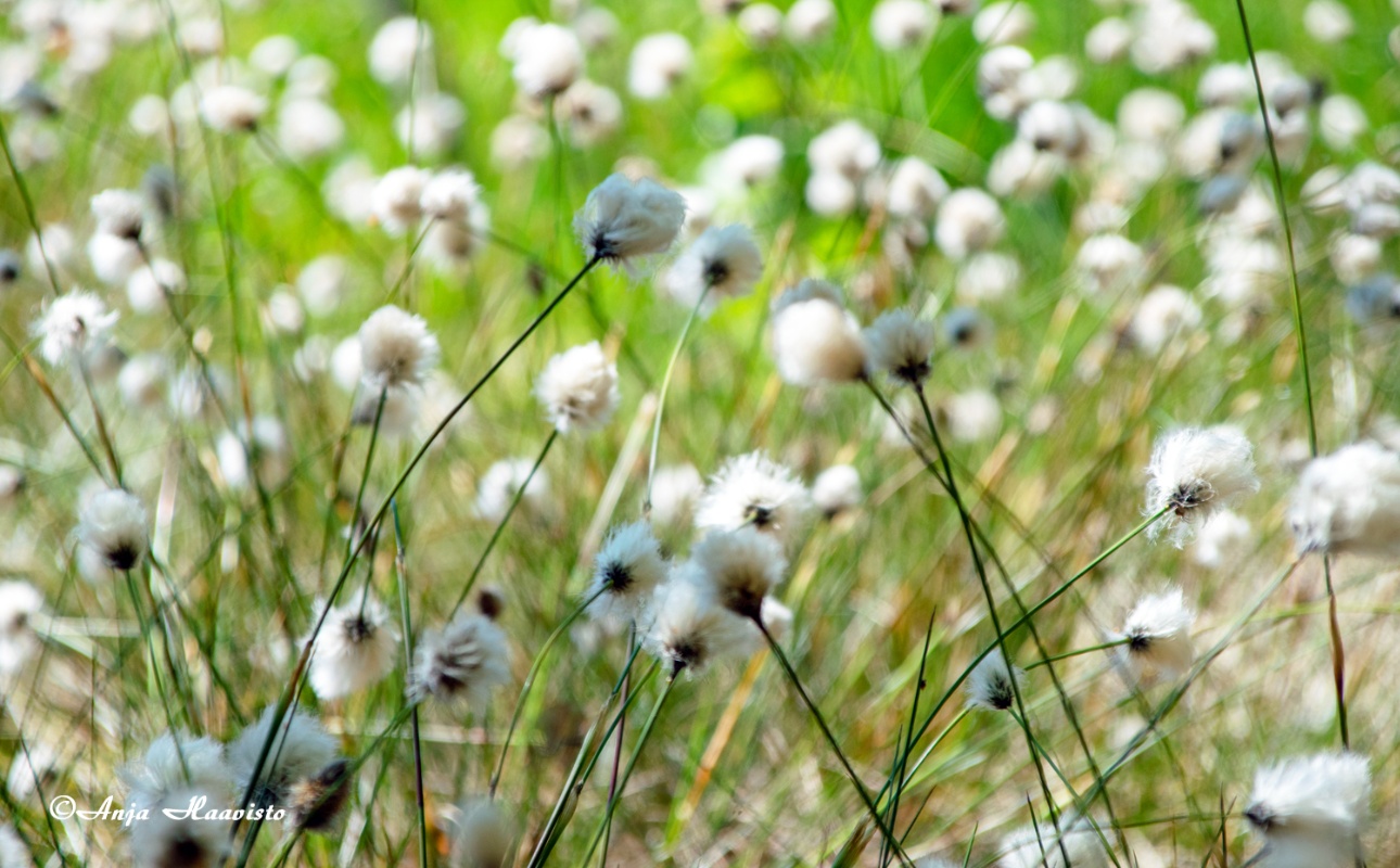 Hare's-tail cottongrass