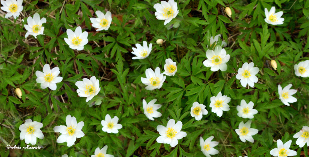 Wood Anemone.