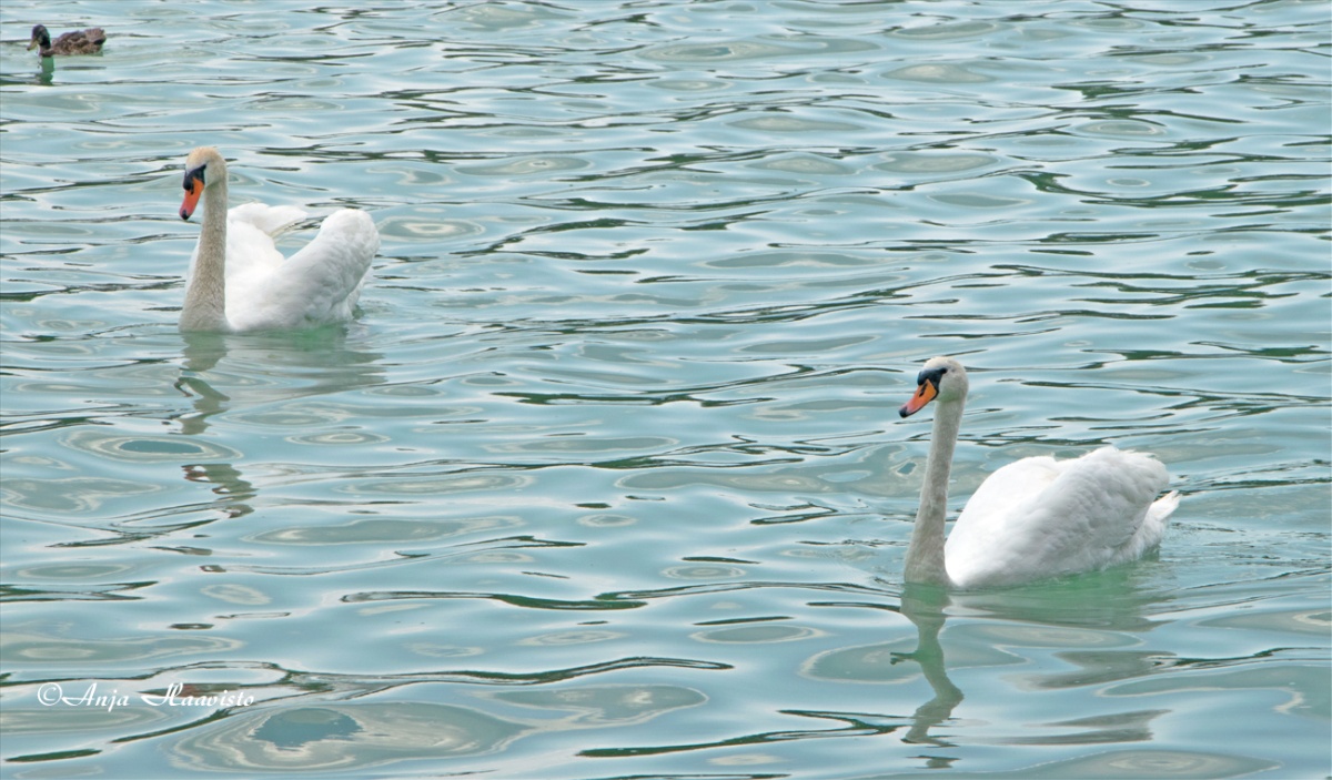 Swans on Lake Balaton in Hungary.