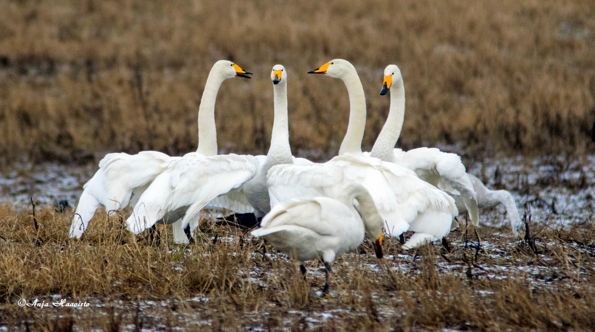 Spring migration of swans in Finland.