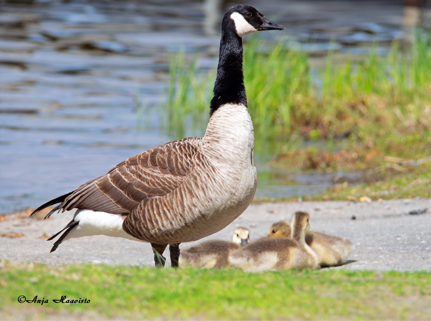 Canadian goose family.