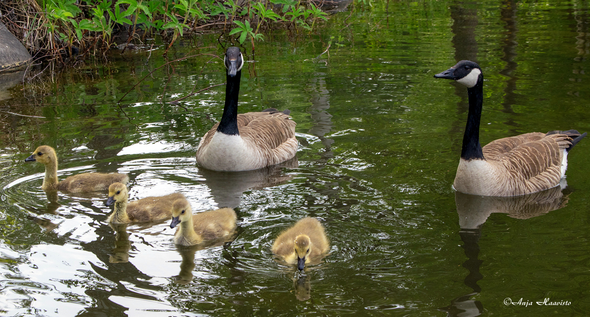 Canadian goose family.
