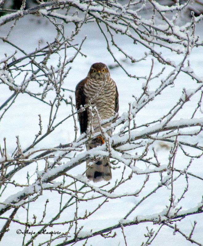 Sparrowhawk