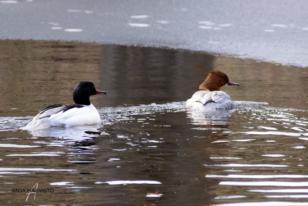 Goosanders