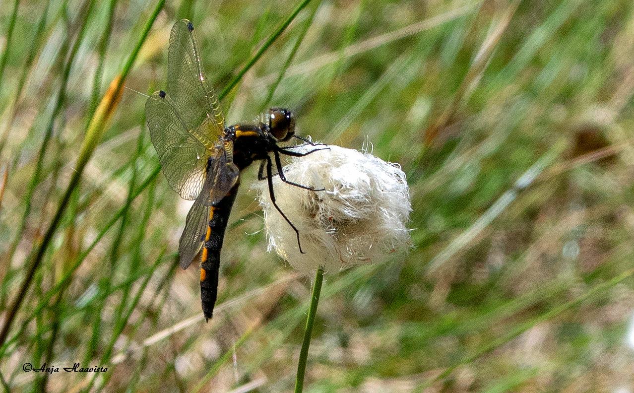Northern white-faced darter