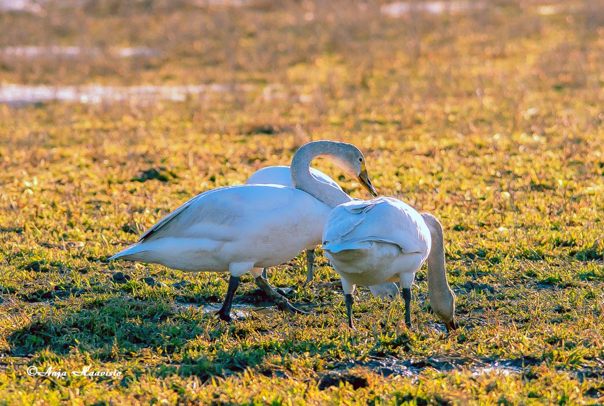 Swans