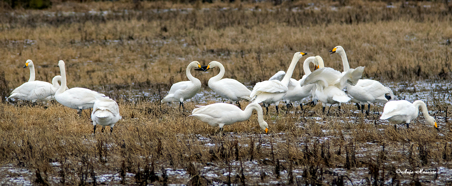 The swans arrived in western Finland on 13.3.2020. Sure, they were already seen a couple of weeks earlier, but this photo was taken in early March