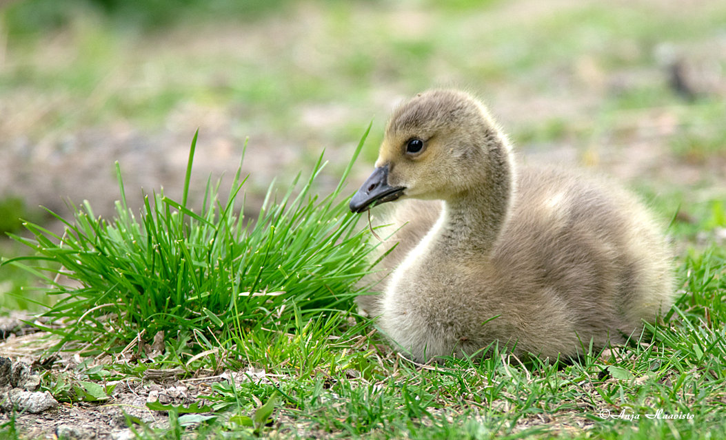 Canada goose chicks.
