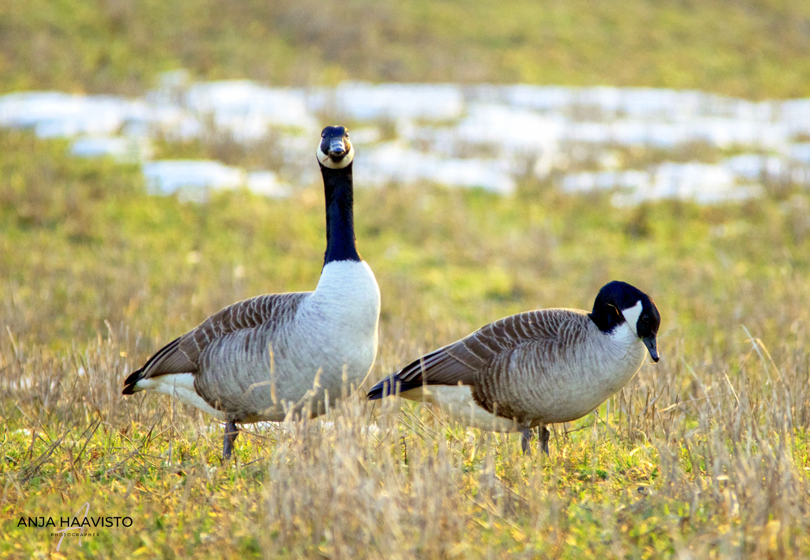 Pair of Canada geese