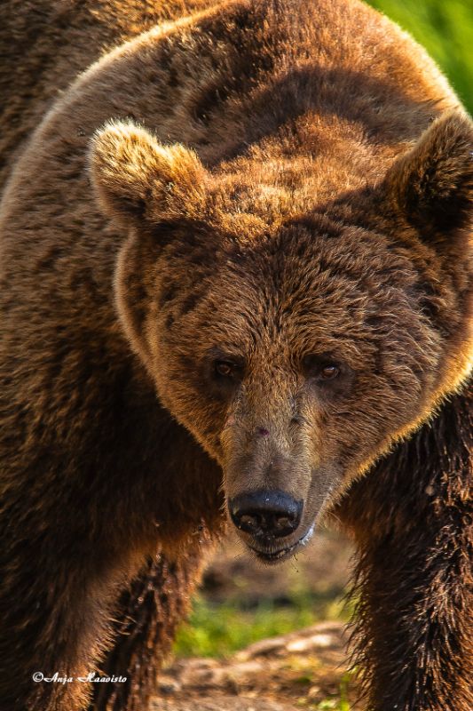 Bear