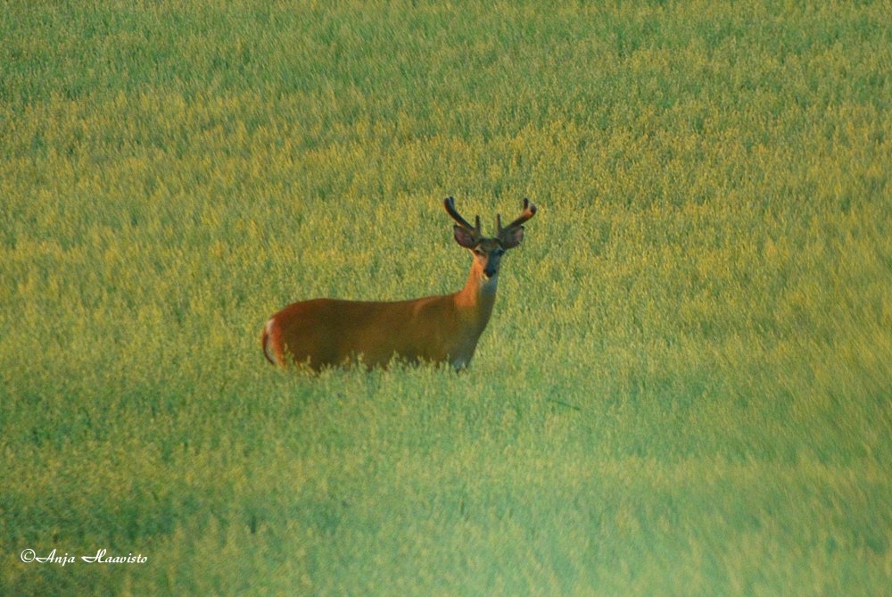 White-tailed deer.