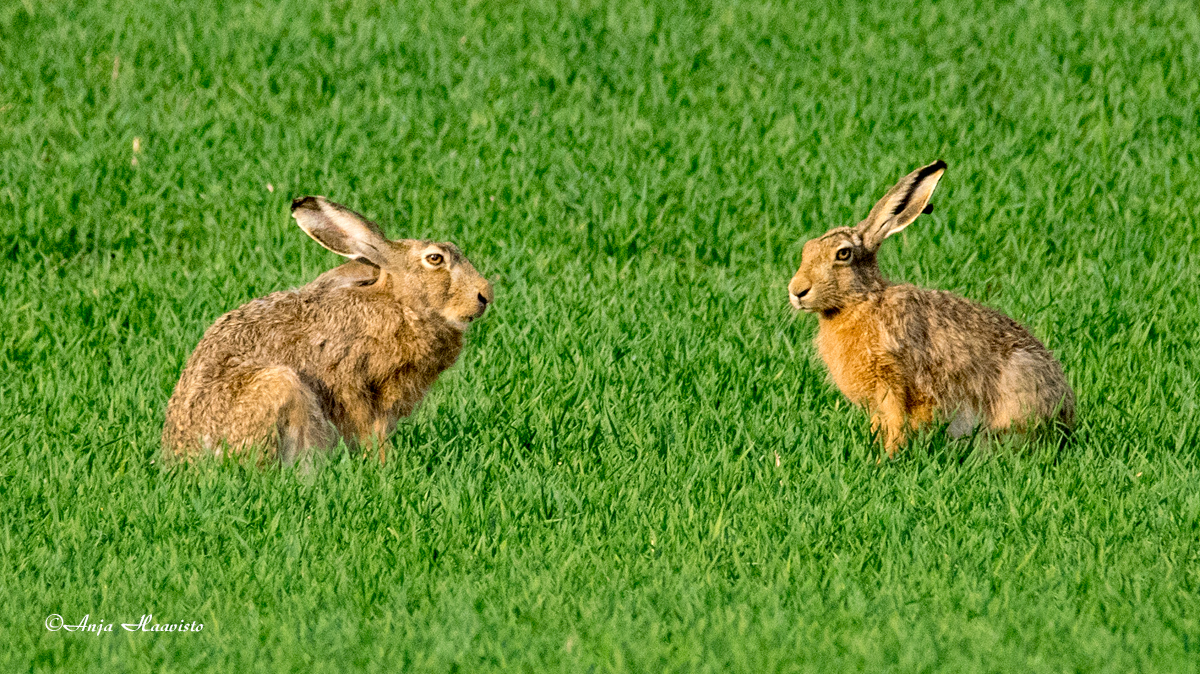 Forest hare.