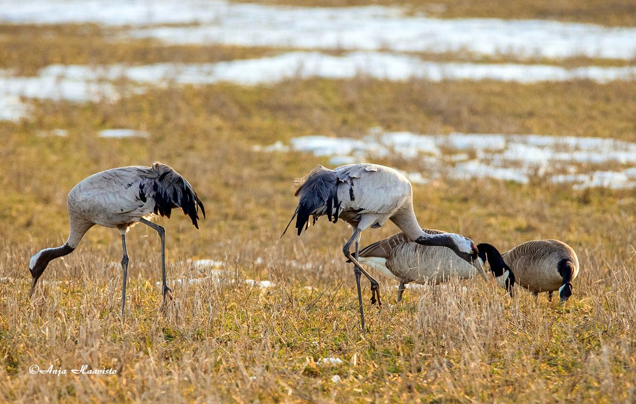 Cranes and Canada geese