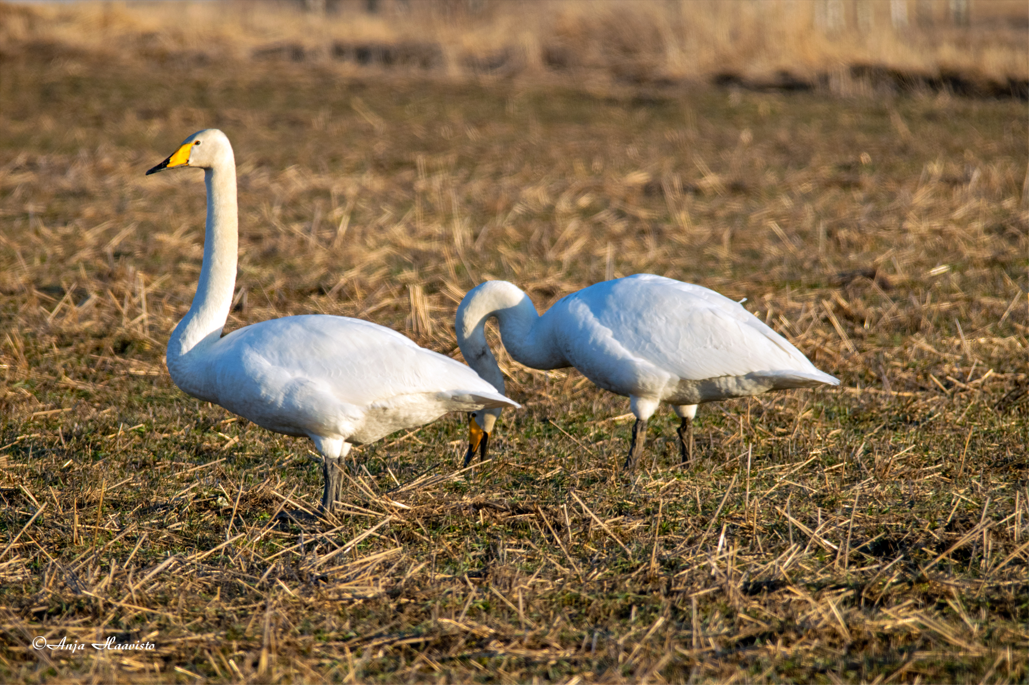 Whooper Swans.