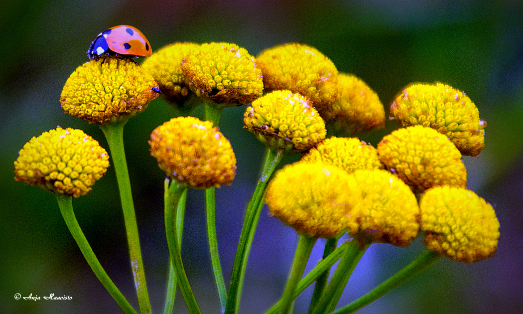 Ladybug in flower.