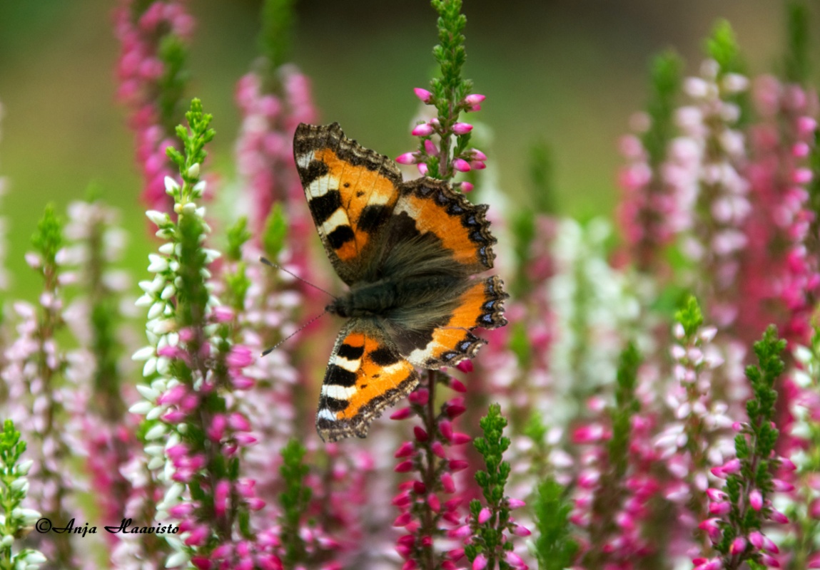Small Tortoiseshell.