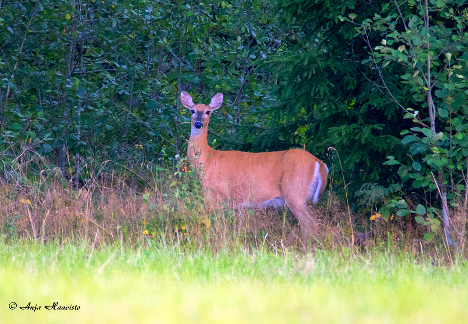 Young deer.