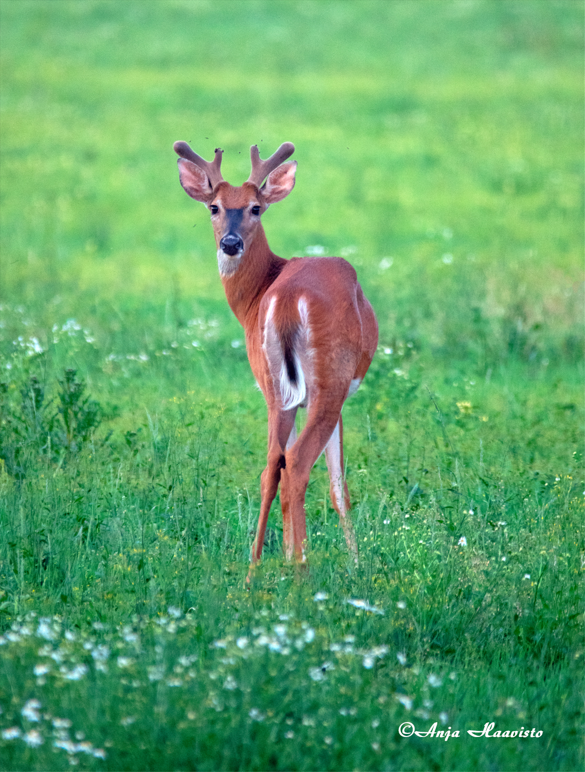 Young white-tailed deer.