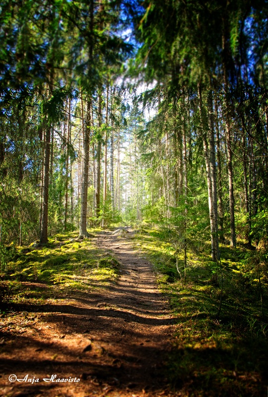 Fairy tale forest.