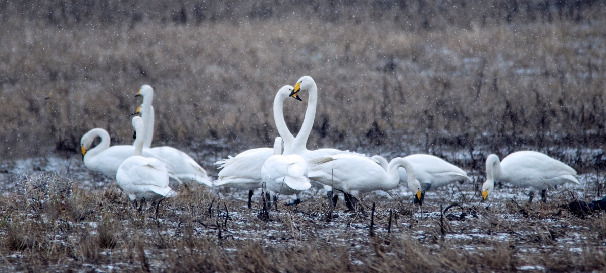 Spring migration of swans in Finland.
