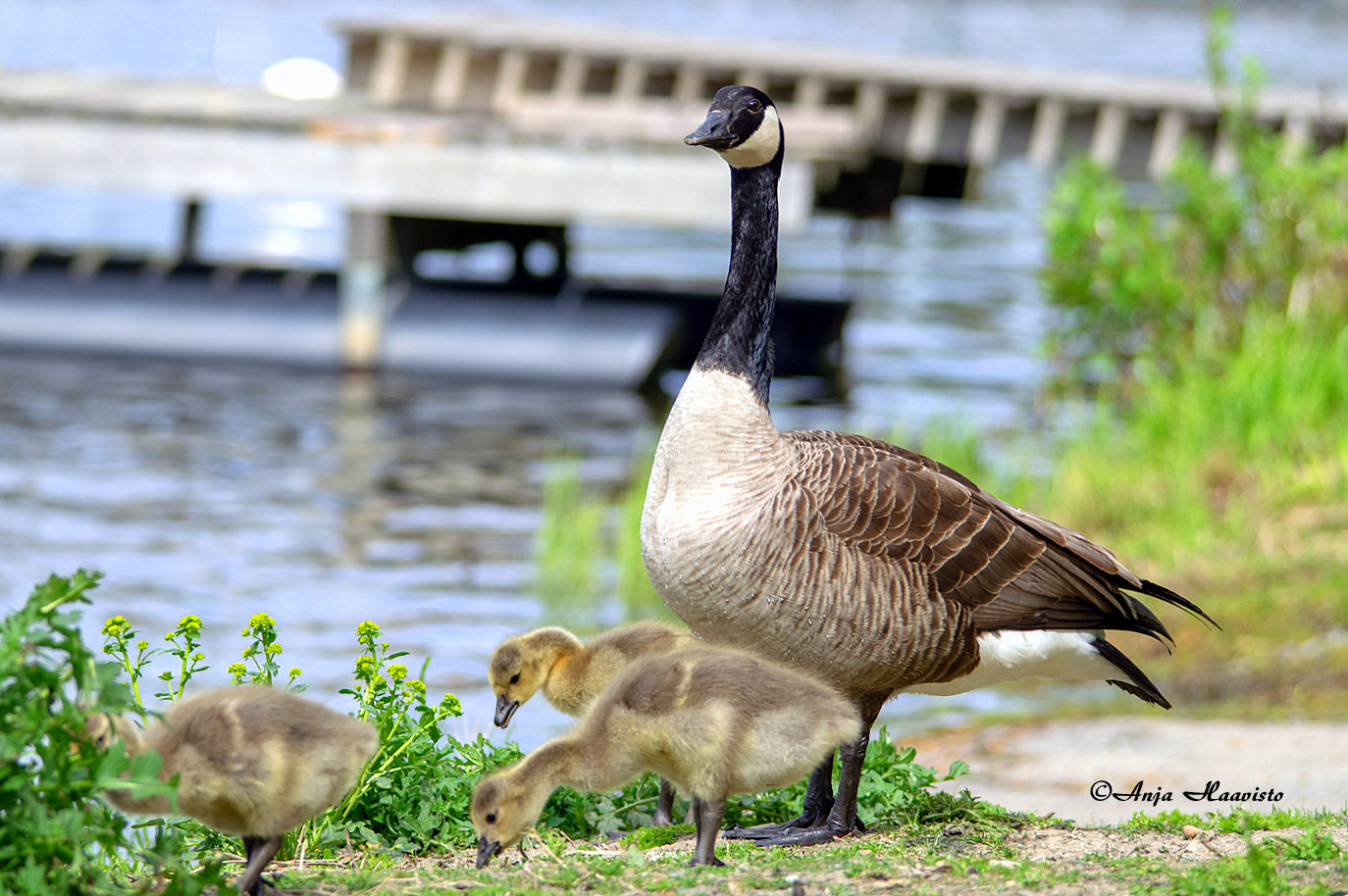 Canada Goose Family.