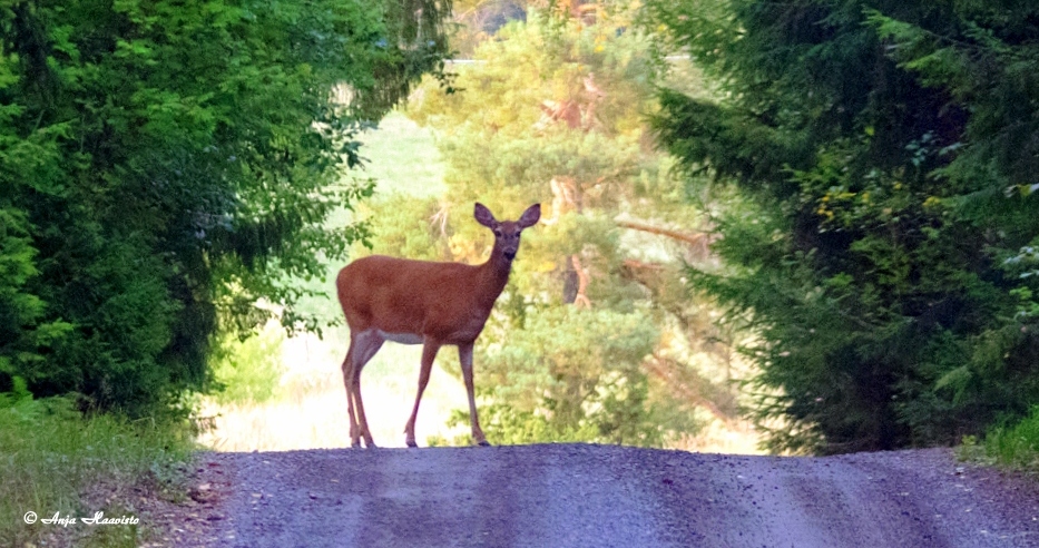 Deer.