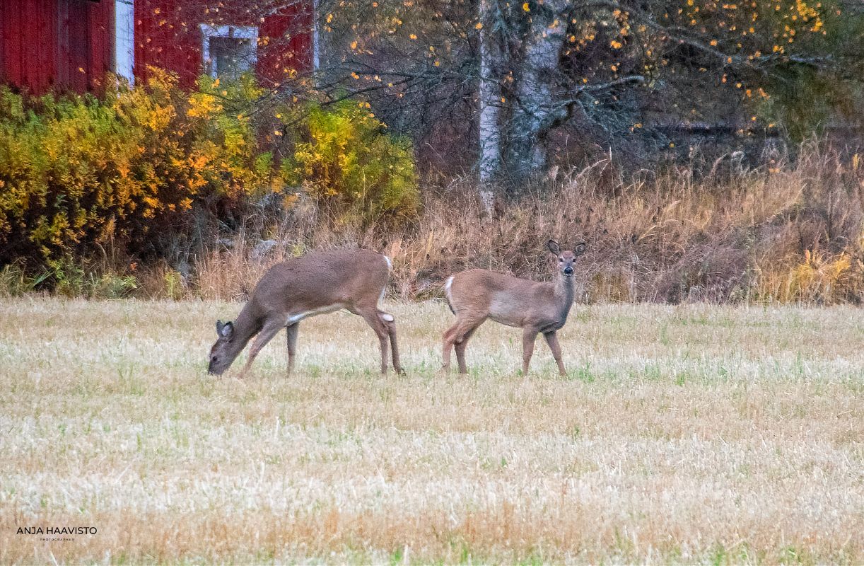 White tailed deers