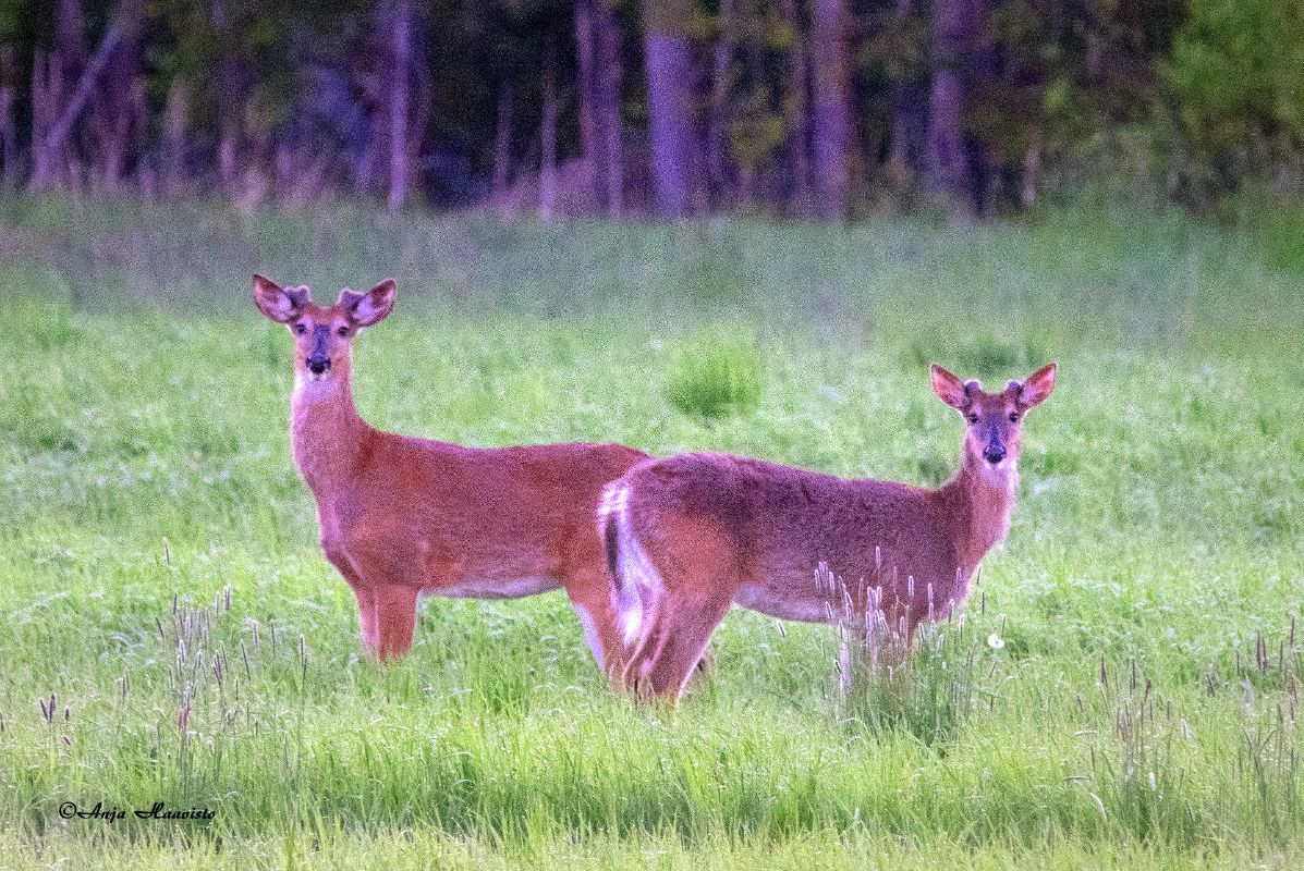Deers