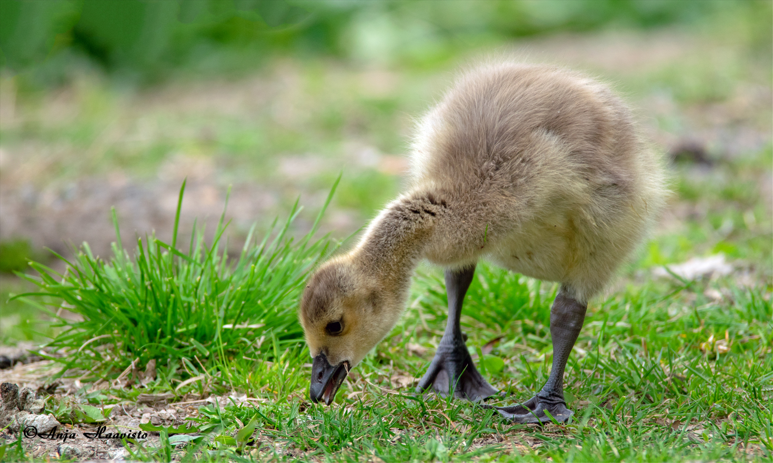 Canada goose chick eating.