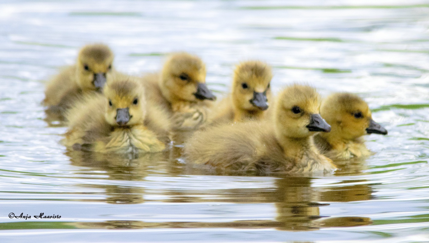 Canada goose chicks.